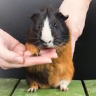 Care & Grooming