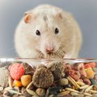 Small Pet Food