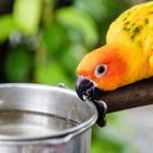 Bird Cage Accessories