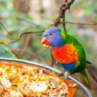 Bird Food