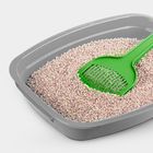 Cat Litter