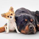 Dog Breed Shop