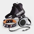 Dog Leads & Dog Collars