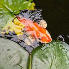 Garden Pond