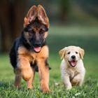 Puppy Products