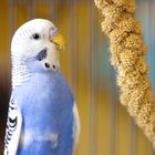 Bird Snacks & Crackers