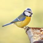 Wild Birds